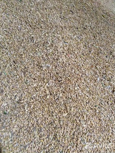 Комбикорм, кормосмесь, пшеница (доставка)