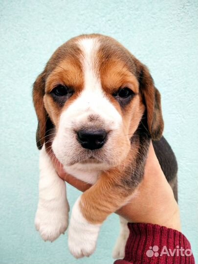 Щенки бигль из питомника