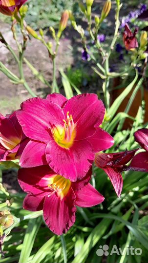 Лилейники сортовые