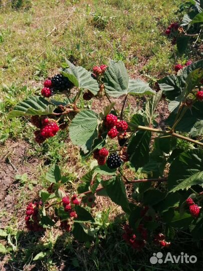 Саженцы ежевики