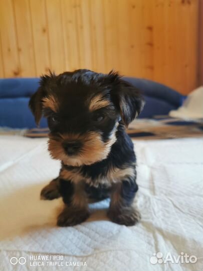 Йоркширский терьер щенки