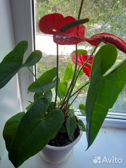 Комнатные цветы.Продаю деток