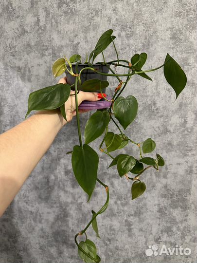 Филодендрон