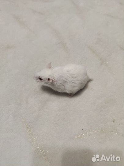 Джунгарский хомяк