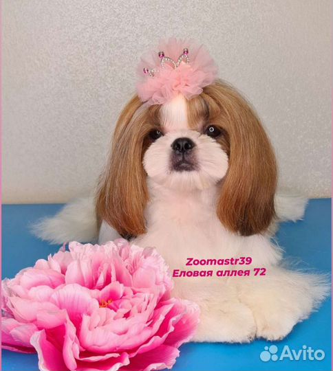 Еловая аллея 72 стрижка собак и кошек, окрашивание