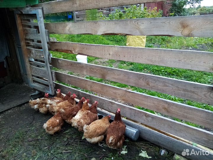 Куры несушки