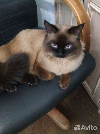 Вязка невский маскарадный кот