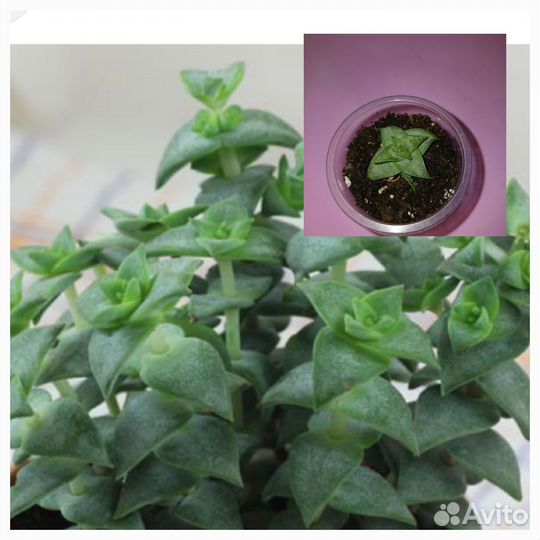 Суккуленты часть 3