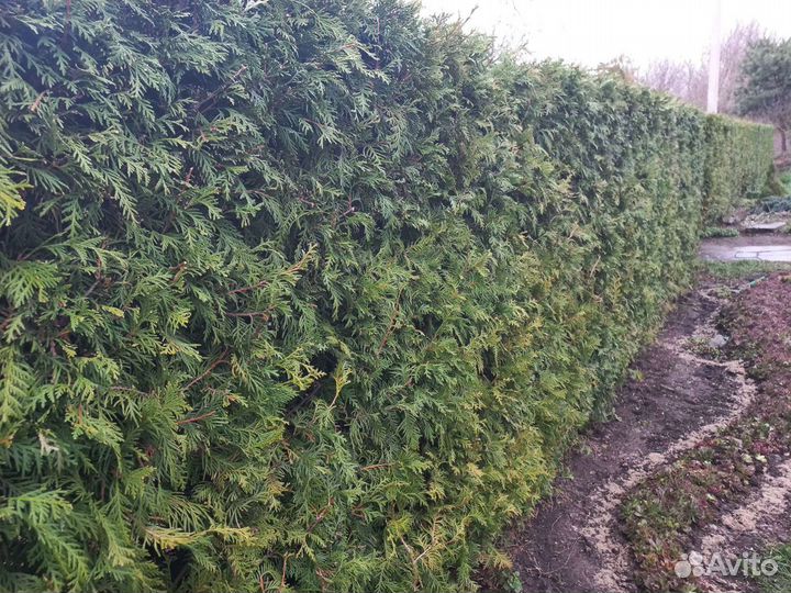 Туя В рассрочку для живой изгороди осень 2023