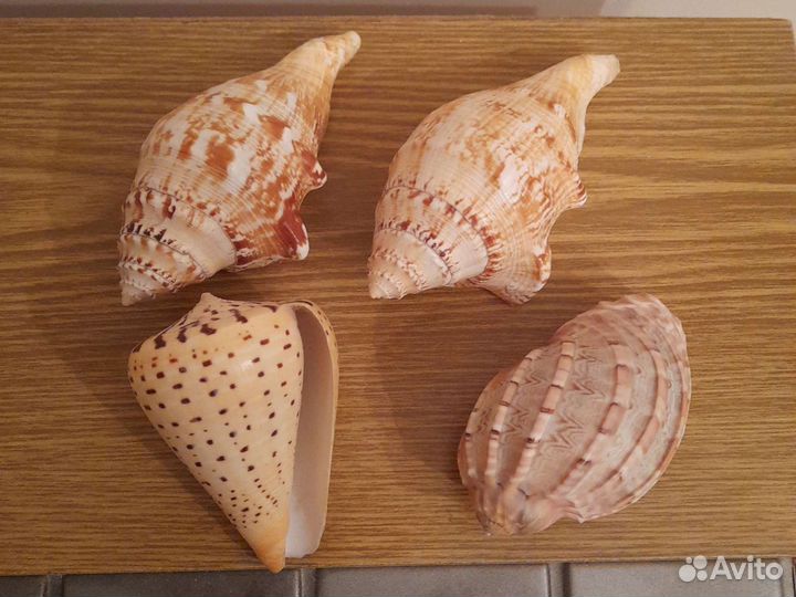 Раковины океана