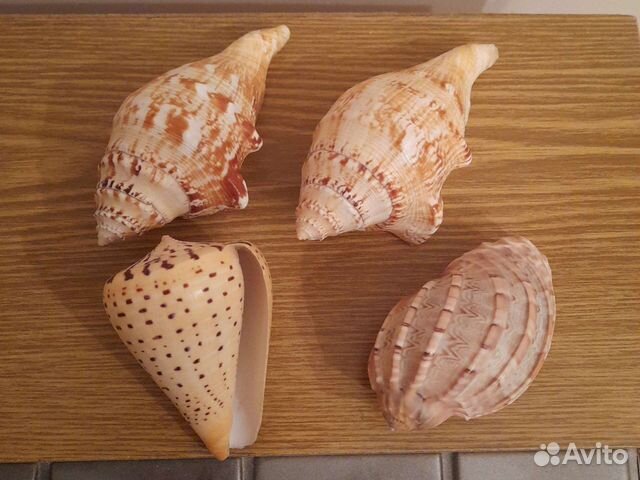 Раковины океана