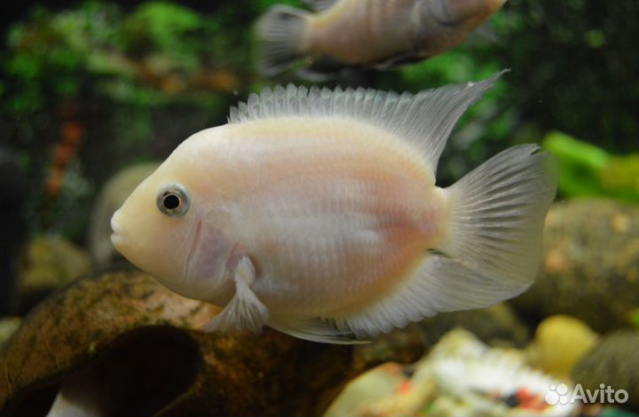 Цихлозома розовый фламинго