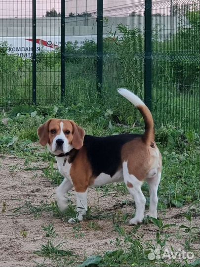 Бигль вязка