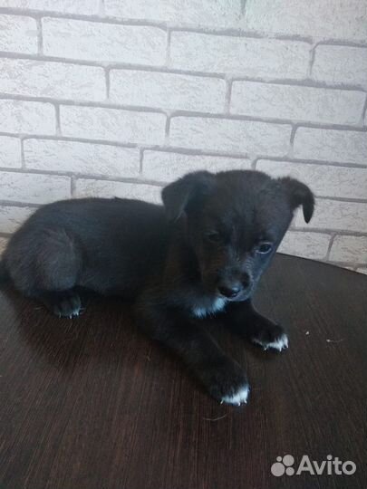 Щенки лабрадора в добрые руки