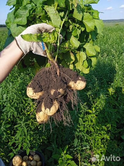 Продается картофель