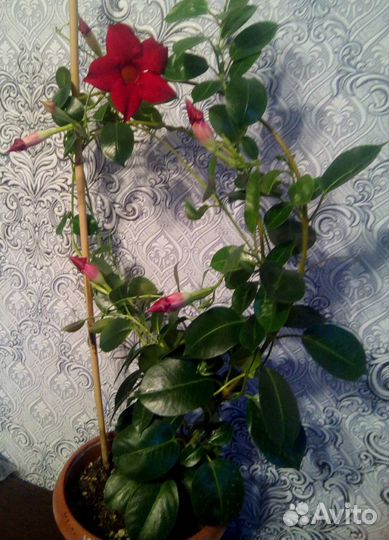 Дипладения