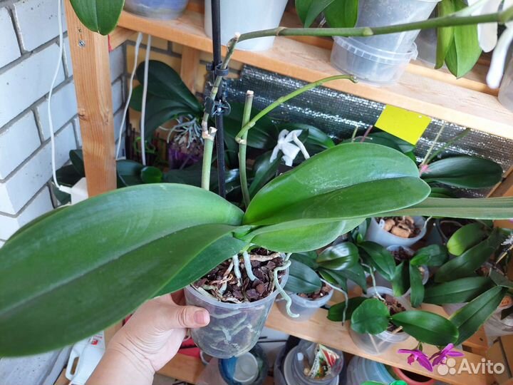 Орхидея фаленопсис