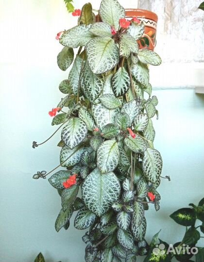 Эписции 4-х сортов