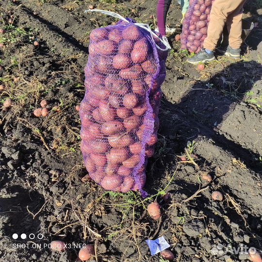 Картофель