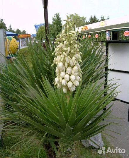 Пальма юкка