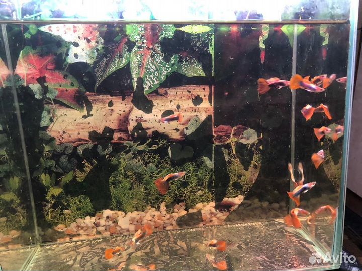 Рыбки гуппи