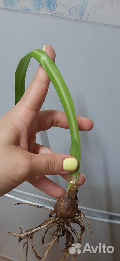 Сеянец гиппеаструма