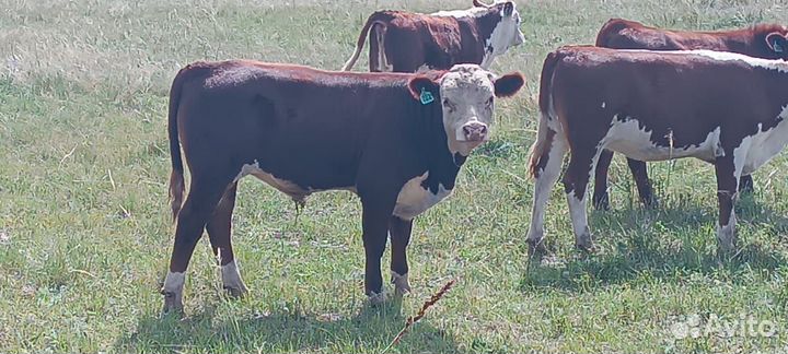 Продам бычков