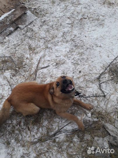 Помесь Карело–финской лайки