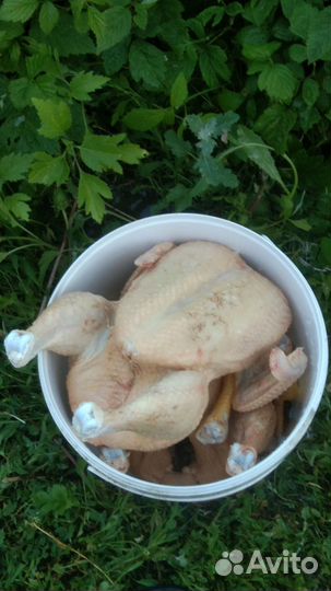 Бройлер суточный