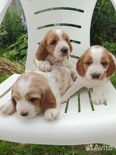 Русский спаниель