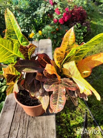 Комнатные растения