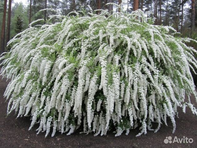 Многолетники для сада 50 видов