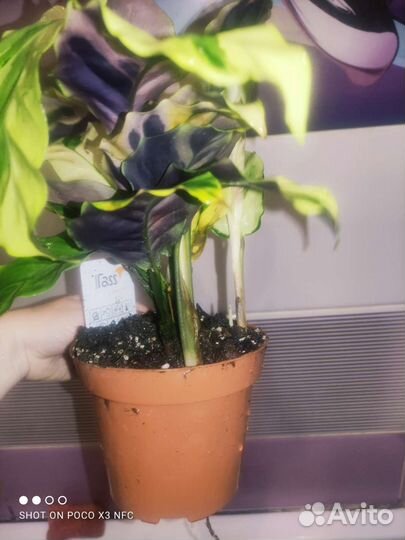 Калатея yellow fusion