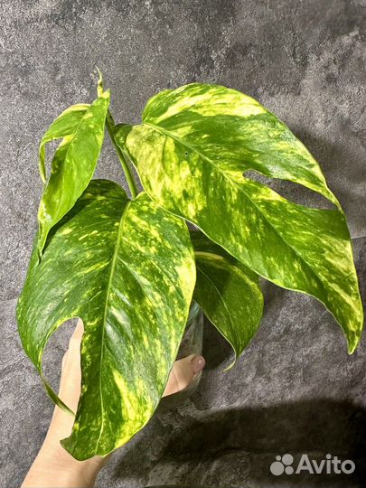 Эрипремнум Golden flame