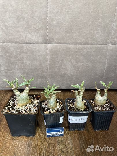 Адениум прививка