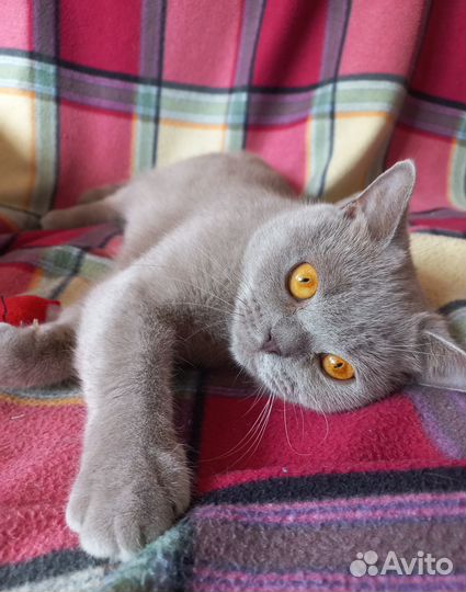 Кошечка стерилизованная