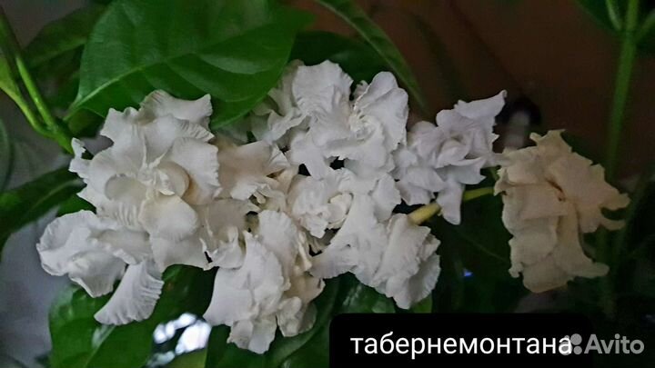 Табернемонтана, калина, Соландра