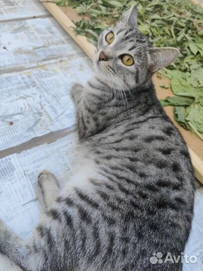 Британские короткошерстные