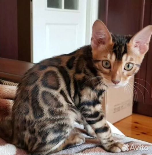 Бенгальская