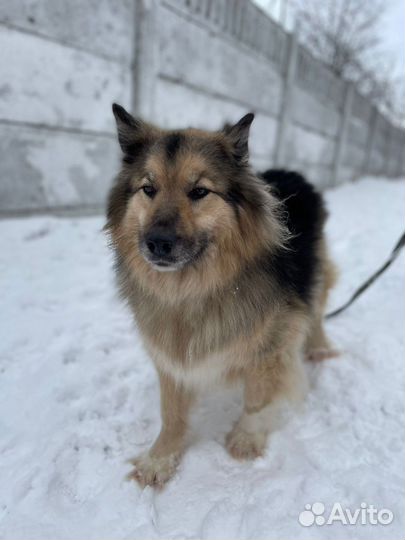 Собака из приюта, помощь приюту, собаки