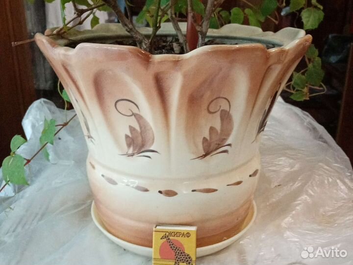 Берёзка, циссус