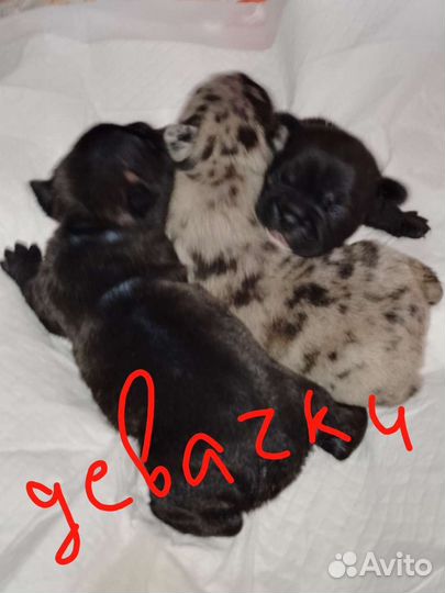 Французский бульдог щенки