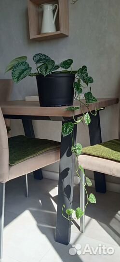 Сциндапсус