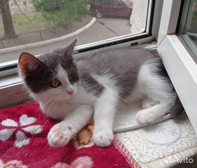 Молодая кошечка