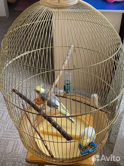 Попугаи корелла с клеткой