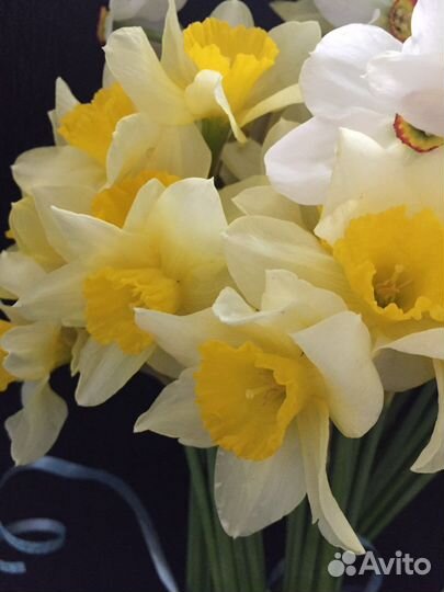 Луковицы нарциссов, тюльпанов