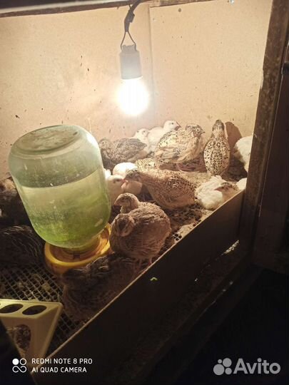 Продам перепелят