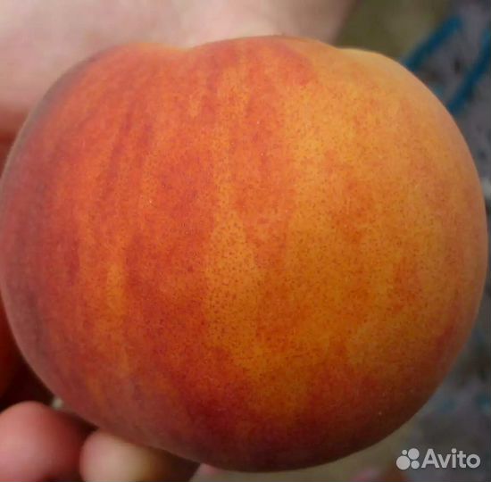 Саженцы Персика Санрайз