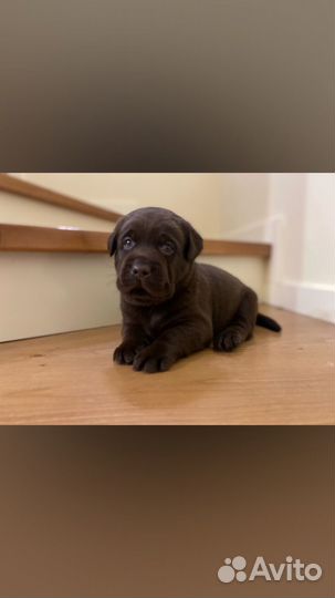 Шоколадные малыши