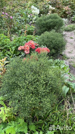 Астра многолетняя кустовая